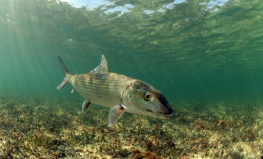 Florida 'daki Biscayne Körfezi' nin çim düzlüklerinde yüzen bir kemik balığı..