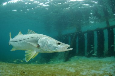 Bir Snook (Centropomus undecimalis) Jüpiter Körfezi yakınlarındaki Florida kıyısında yüzüyor..