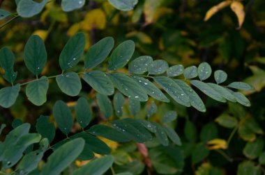 Bahçede yeşil yapraklar