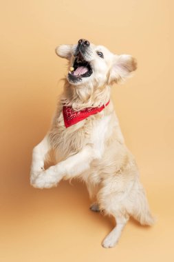 Aktif dost canlısı hayvan yiyecek yakalıyor, bej arka planda izole edilmiş arka ayakları üzerinde zıplıyor. Güzel altın labrador oyunlar oynuyor, safkan köpek konsepti