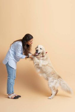 Arka ayakları üzerinde duran güzel altın labrador bej arka planda izole edilmiş çekici Latin bir kadının elinde. Eğitim hayvanı kavramı, aşağıdaki komutlar