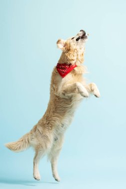 Arka ayakları üzerinde zıplayan, mavi arka planda izole edilmiş yiyecekleri yakalayan komik altın labrador. Evcil hayvan bakımı dışında.