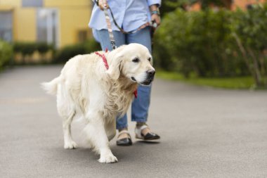?Sokakta Latin bir kadınla gezen iyi giyimli Golden Retriever. Güzel hayvan, hayvan bakımı konsepti