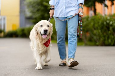 ?Sokakta bir kadınla tasmalı altın labrador. Hayvan bakımı kavramı.