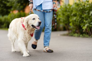 Sokakta metresle yürüyen güzel Golden Retriever, kopyalama alanı. Bakımlı hayvan, veterinerlik konsepti