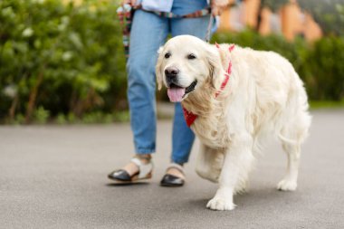 Yakışıklı Golden Retriever sokakta bir kadınla yürüyor ve dili dışarı çıkıyor. Hayvan konsepti, güzel hayvan.
