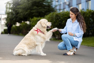 Güzel, bakımlı altın labrador sahibini sokakta mıncıkladı. Hayvan bakımı konseptiyle yürüyen çekici bir kadın.