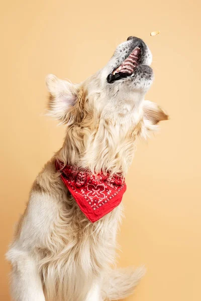 Brincadeira Estimação Comer Comida Groomed Golden Retriever Vestindo Acessórios Cão — Fotografia de Stock