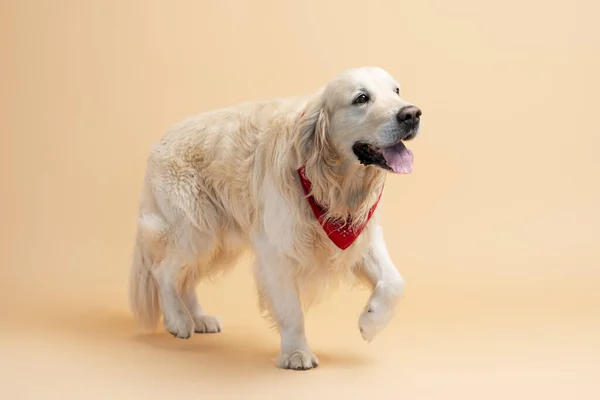 漂亮的纯种狗 整整齐齐的毛摆出一副与米色背景隔离的照片 可爱的宠物行走 兽医概念 — 图库照片