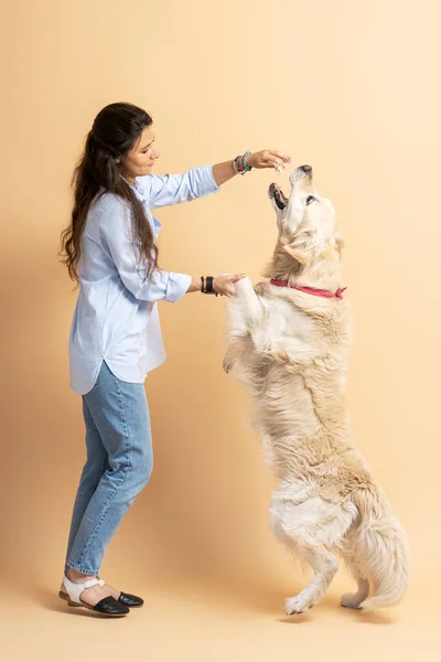 Mulher Hispânica Bonita Treinando Seu Amigo Quatro Pernas Labrador Dourado — Fotografia de Stock