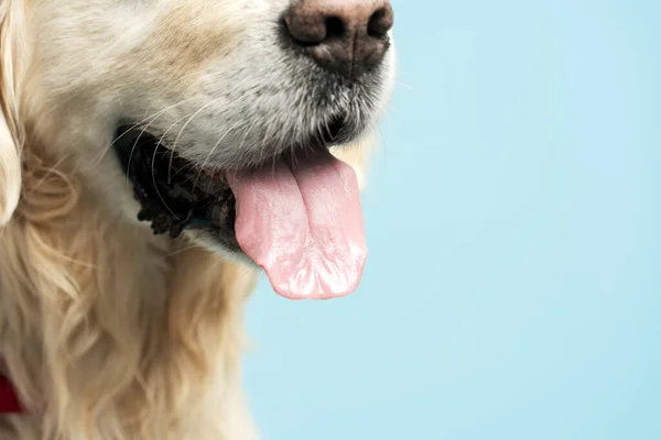 美丽的金狗的衣服 舌头被蓝色背景隔离 复制空间 文字位置 兽医概念 动物护理 — 图库照片