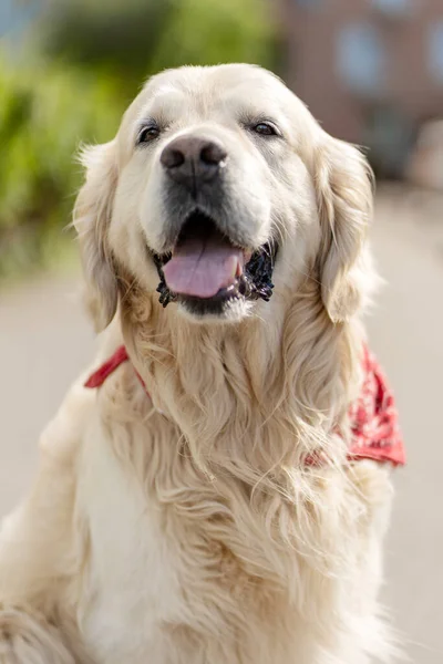 바깥에 길가에 아름답고 가꾸어 금세공 모습을 클로즈업 귀여운 강아지 동물에 — 스톡 사진