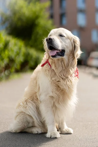 Ritratto Golden Retriever Ben Curato Seduto Strada All Aperto Oncept — Foto Stock