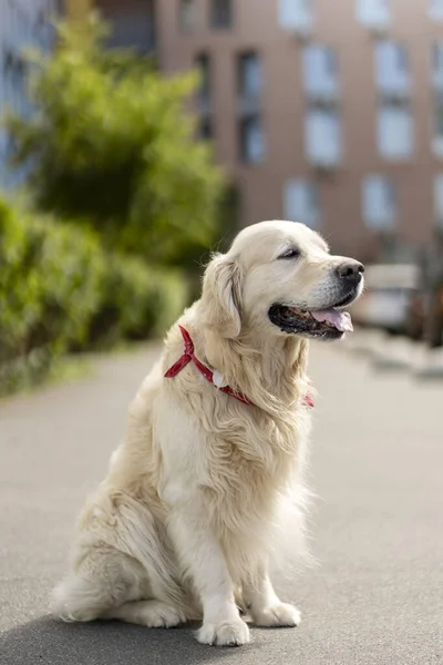 길가에 아름다운 황금빛노젓는 사람의 귀여운 모습을 클로즈업 귀여운 강아지 동물에 — 스톡 사진