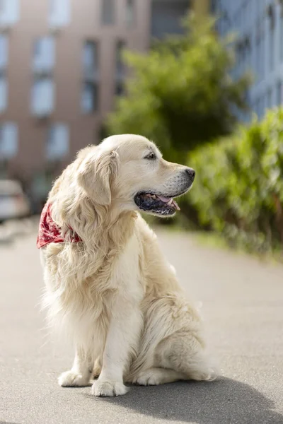 可爱的狗坐着 在街上散步 望着别处 摆姿势拍照 照顾宠物狗 动物的概念 — 图库照片