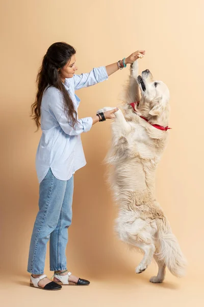 脚の後ろに立つかわいい陽気な黄金の取得者 ベージュの背景に隔離された美しいラテン女性との完全な長さ 犬の訓練コンセプトペット ロイヤリティフリーのストック画像