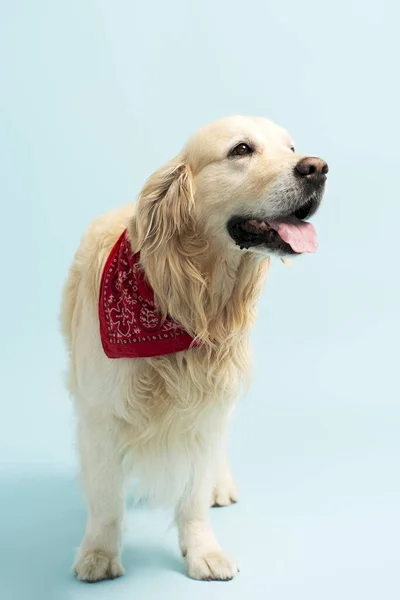 Portret Van Vrolijke Gouden Labrador Met Accessoires Geïsoleerd Blauwe Achtergrond Stockafbeelding