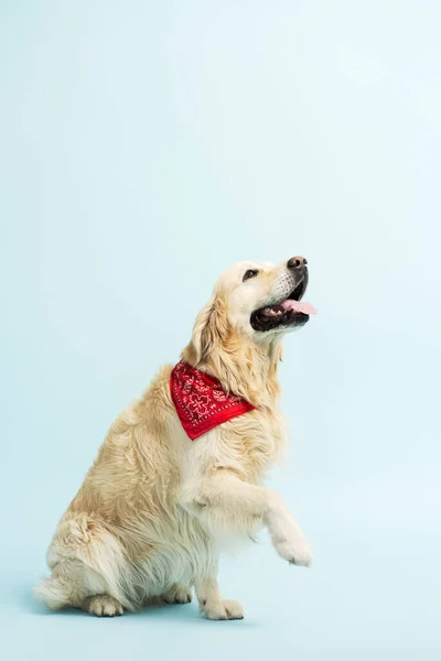 漂亮的金毛猎犬给了爪子 服从命令 孤零零地坐在蓝色的背景上 复制空间 兽医概念 宠物护理 免版税图库照片