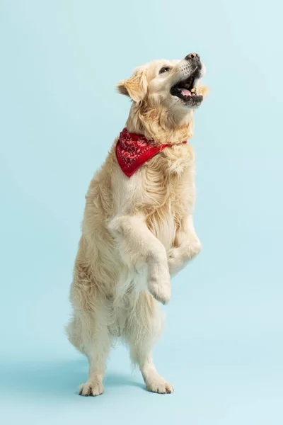 積極的なフレンドリーなペットフードをキャッチし 足の後ろに青の背景に孤立ジャンプします 美しい黄金のラブラドールゲーム 純血犬のコンセプト ロイヤリティフリーのストック画像