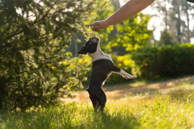 Boston Terrier 'i bir parkta arka ayakları üzerinde dengede duruyor, sahibinin elinde tuttuğu hediyeye uzanıyor.