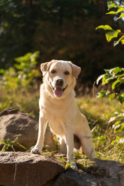 Mutlu Labrador Retriever ormandaki bir kayanın üzerinde oturuyor ve güzel günün tadını çıkarıyor.