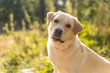 Mutlu sarı labrador av köpeği yemyeşil bir ormanda güneşin tadını çıkarıyor, neşe ve sadakat saçıyor.