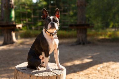 Boston Terrier köpeği, kahverengi deri yakalı, bir köpek parkında ağaç gövdesinde oturuyor, ileriye bakıyor.