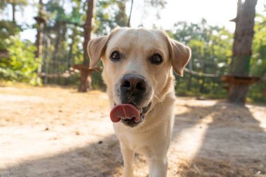 Güneşli bir parkta soluk soluğa kalan mutlu bir köpek, yeşillik ve güneş ışığıyla çevrili neşeli bir labrador av köpeği, dışarıda eğlenen sadık bir yoldaşın ruhunu yakalıyor.