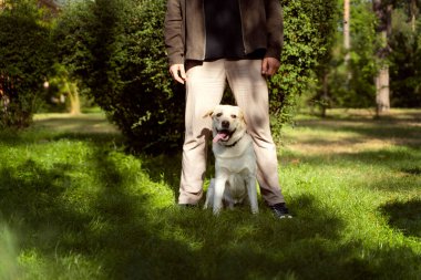 Labrador Retriever köpeği parkta sahibinin bacaklarının arasında oturuyor ve nefes nefese.