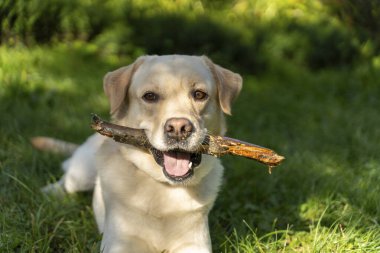 Mutlu Labrador Retriever, güneşli bir günde yemyeşil çimlerde bir çubuk çiğner. Doğada rahat ve neşeli görünür.