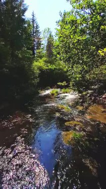 Sakin bir nehir akıntısı yemyeşil bir ormanın içinden akıyor, dokunulmamış doğanın güzelliğini gösteriyor. Kristal berrak su, canlı yeşilliklerle çevrili, huzurlu bir ormanlık alandan geçiyor.