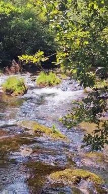 Sakin bir nehir akıntısı yemyeşil bir ormanın içinden akıyor, dokunulmamış doğanın güzelliğini gösteriyor. Kristal berrak su, canlı yeşilliklerle çevrili, huzurlu bir ormanlık alandan geçiyor.