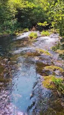 Sakin bir nehir akıntısı yemyeşil bir ormanın içinden akıyor, dokunulmamış doğanın güzelliğini gösteriyor. Kristal berrak su, canlı yeşilliklerle çevrili, huzurlu bir ormanlık alandan geçiyor.