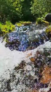 Sakin bir nehir akıntısı yemyeşil bir ormanın içinden akıyor, dokunulmamış doğanın güzelliğini gösteriyor. Kristal berrak su, canlı yeşilliklerle çevrili, huzurlu bir ormanlık alandan geçiyor.