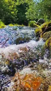 Sakin bir nehir akıntısı yemyeşil bir ormanın içinden akıyor, dokunulmamış doğanın güzelliğini gösteriyor. Kristal berrak su, canlı yeşilliklerle çevrili, huzurlu bir ormanlık alandan geçiyor.
