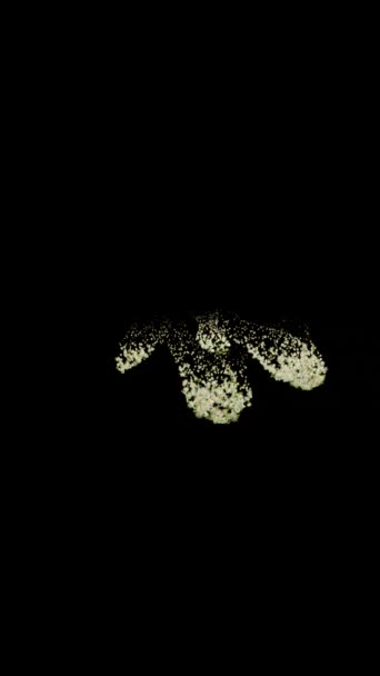 祈りの形をした植物の3Dアニメーション — ストック動画