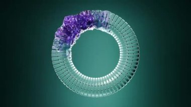 Torus deformasyon yolunun 3B görüntüleyicisi