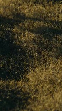 Çimenlerdeki küre 3d döngü canlandırması