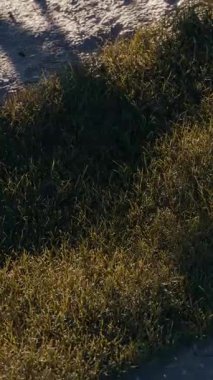 Çimenlerdeki küre 3d döngü canlandırması