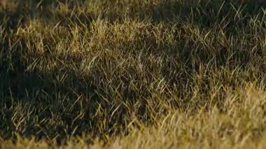 Çimenlerdeki küre 3d döngü canlandırması