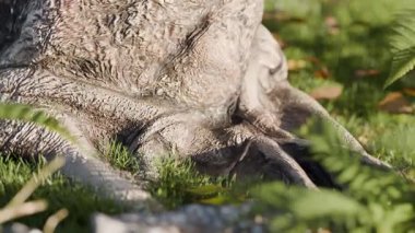 Ölü Ağaç Gövdesinden Büyüyen Çimenlerin 3 boyutlu Animasyonu. Doğa Yeniden Doğuş Konsepti