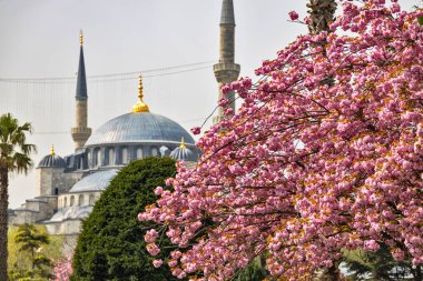 Kiraz çiçeği mevsiminde İstanbul 'daki ünlü Mavi Cami' nin minareleri veya Sultan Ahmet Camii 'nin minareleri