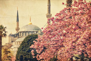 İstanbul 'daki ünlü Mavi Cami' nin minareleri ya da Sultan Ahmet Camii 'nin kiraz çiçeği mevsiminde - retro filtresi