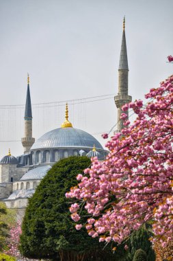 Kiraz çiçeği mevsiminde İstanbul 'daki ünlü Mavi Cami' nin minareleri veya Sultan Ahmet Camii 'nin minareleri