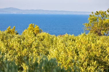 Yunan yarımadası Sithonia 'nın Halkidiki bölgesindeki manzarası, bir zeytin bahçesinden