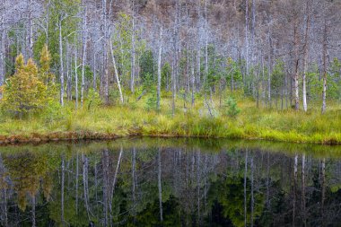 Transilvanya 'da Mohos bataklığı