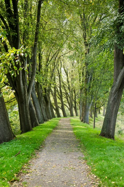 stock image Footpath between tall trees in the park on the formers fortifications of the Dutch town of Enkhuizen