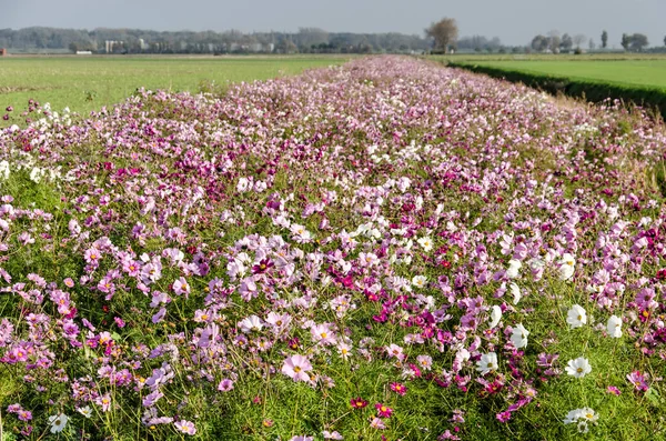 Bloemenstrook Gemaakt Biodiversiteit Vergroten Een Landschap Met Velden Weiden Het — Stockfoto