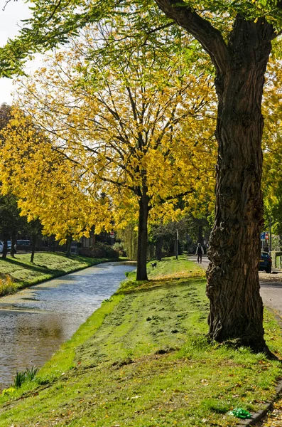 Rotterdam Holandia Października 2022 Drzewa Jesienią Trawiastym Zboczu Kanału Lede — Zdjęcie stockowe