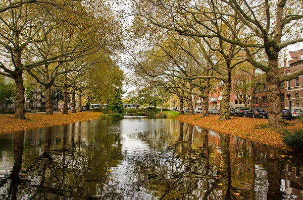 2022年11月5日 荷兰鹿特丹 在Crooswijksesingel运河中倒映的老平面树 — 图库照片